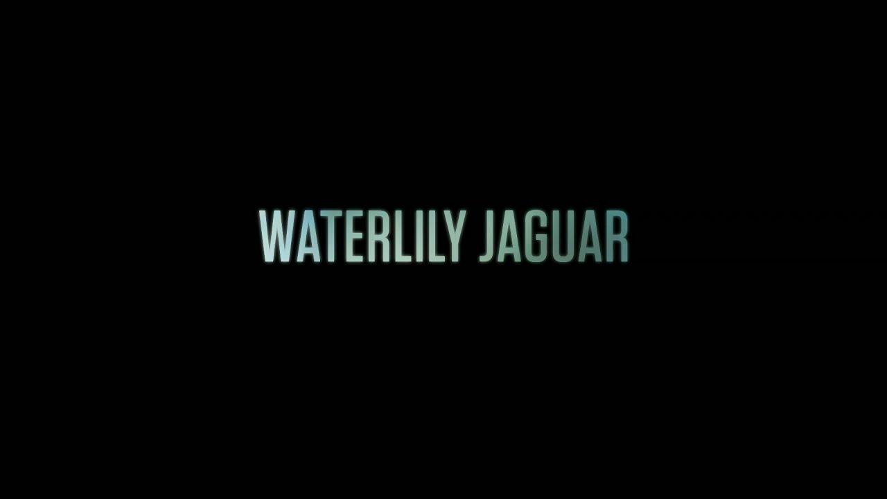 Waterlily Jaguar Trailer