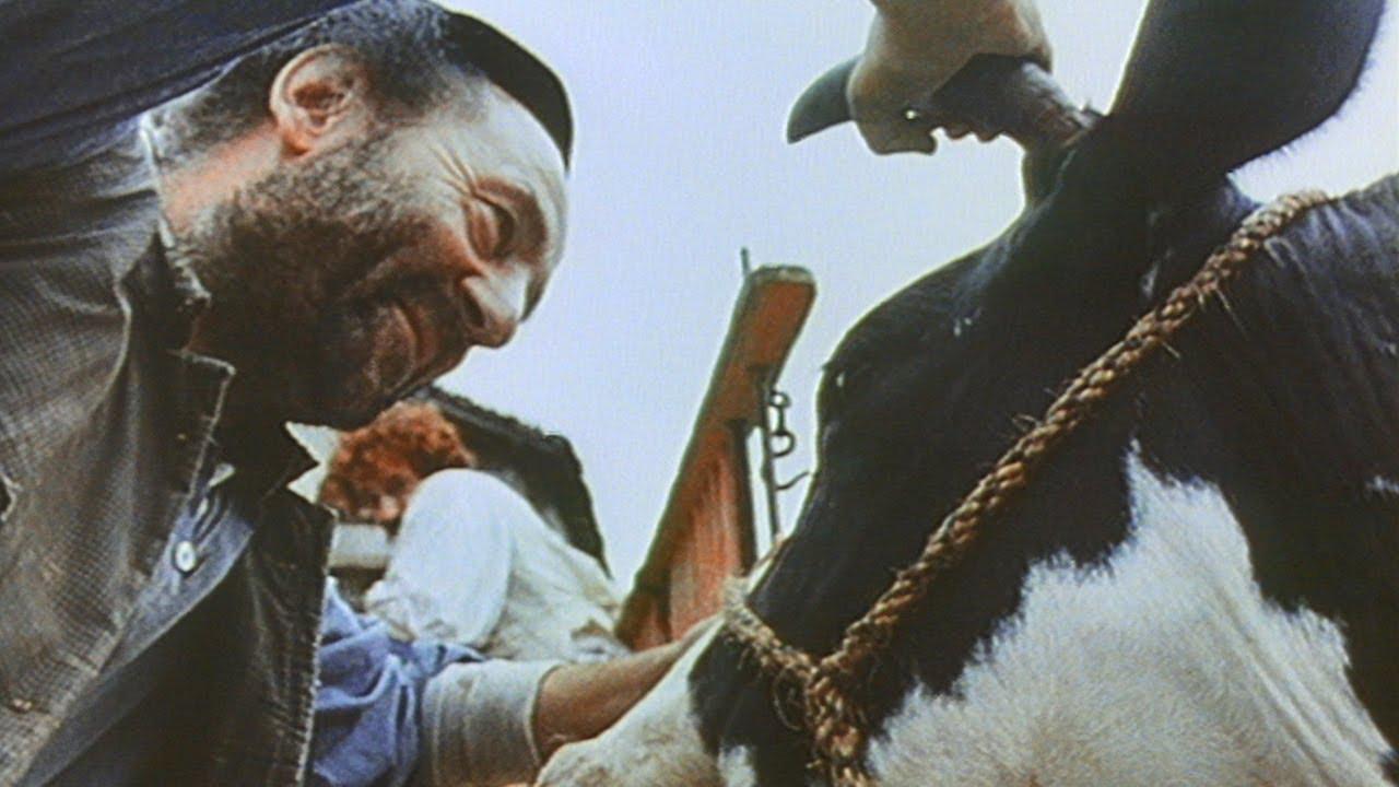 Cows Trailer