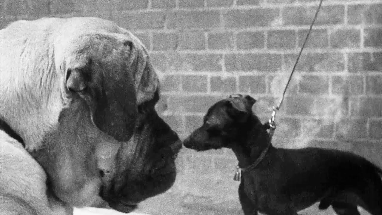 A Cat And Dog Life Trailer