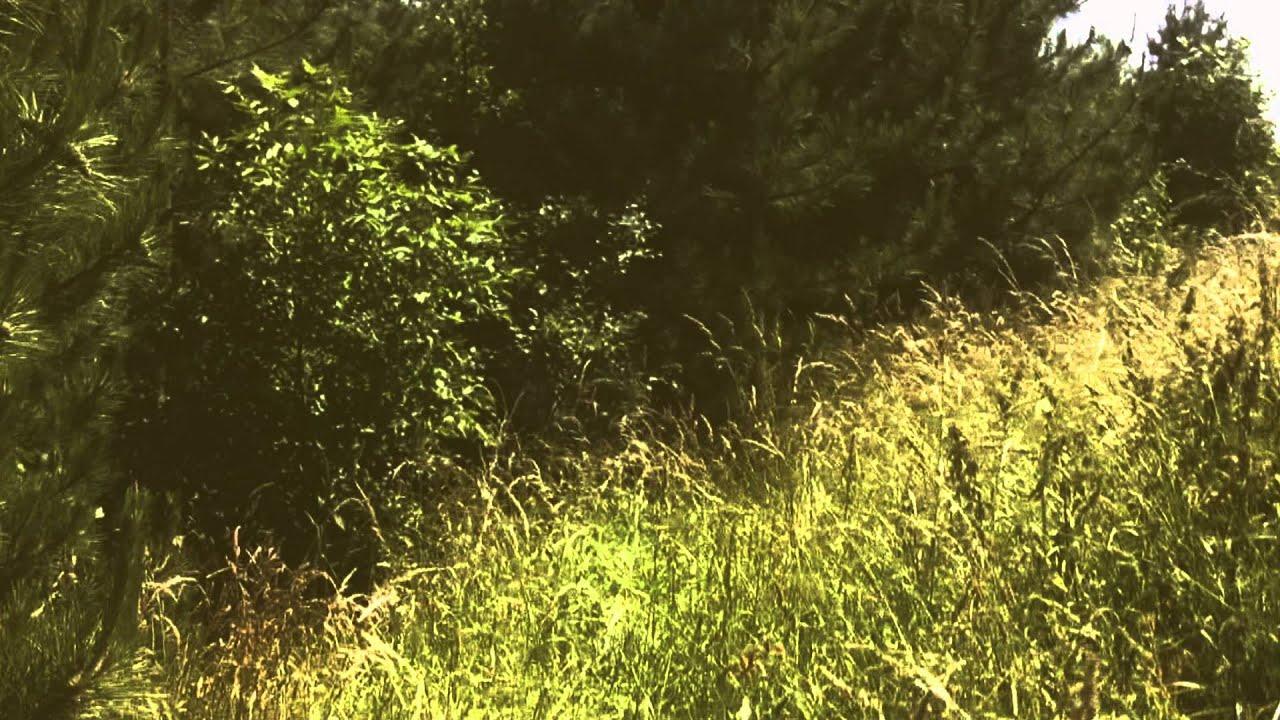 A Werewolf in Slovenia Trailer