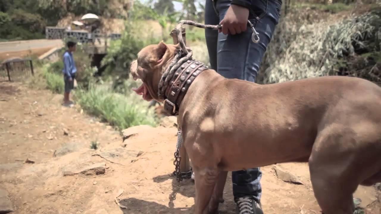 Canine Trailer