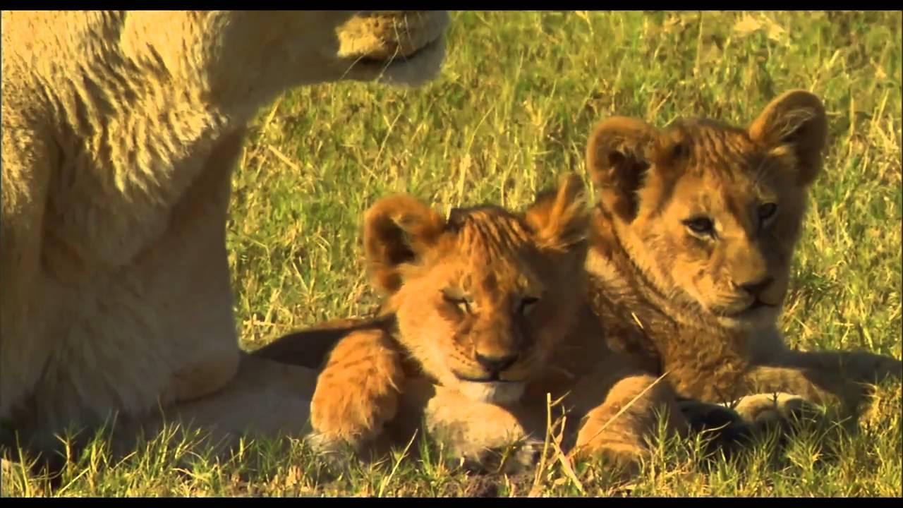 The Last Lions Trailer