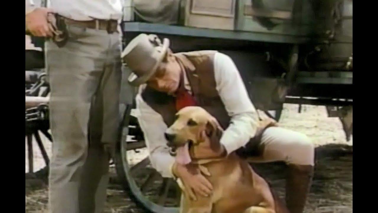 Boomerang, Dog of Many Talents Trailer