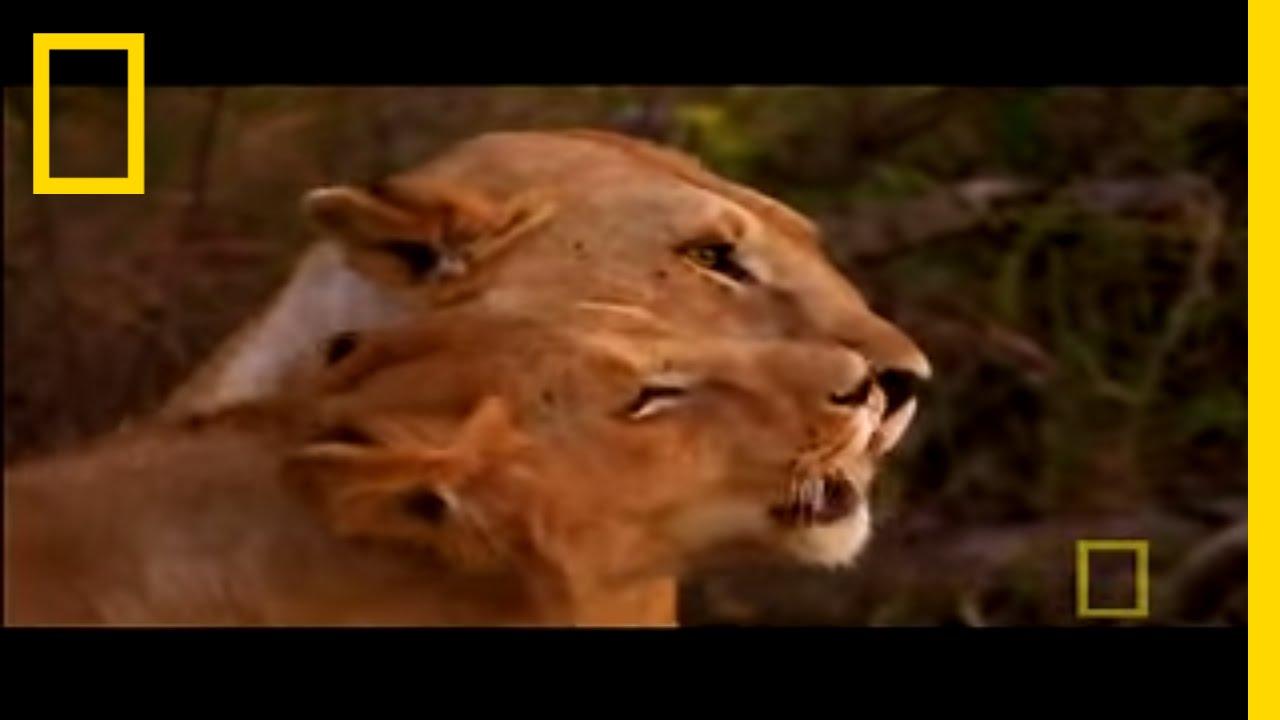 Superpride Trailer