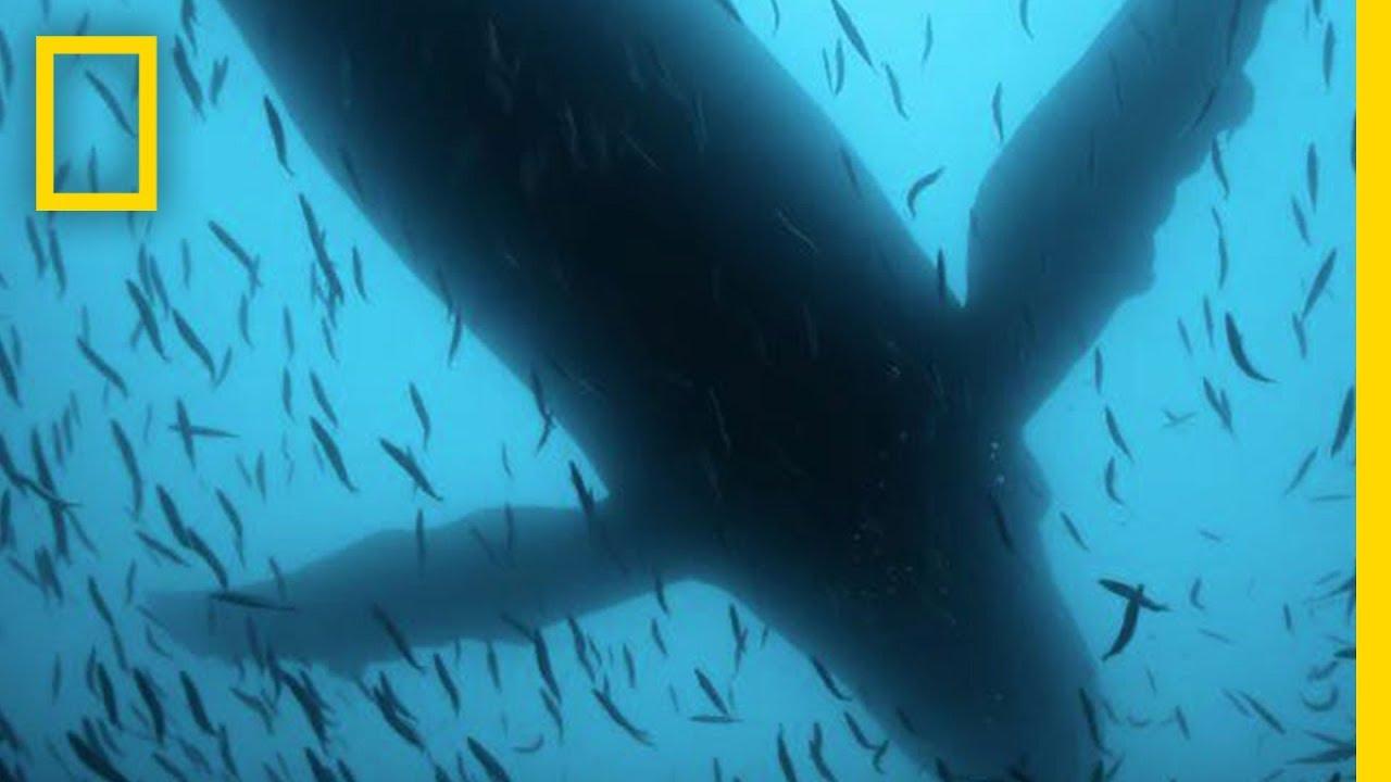 Sea of Shadows Trailer