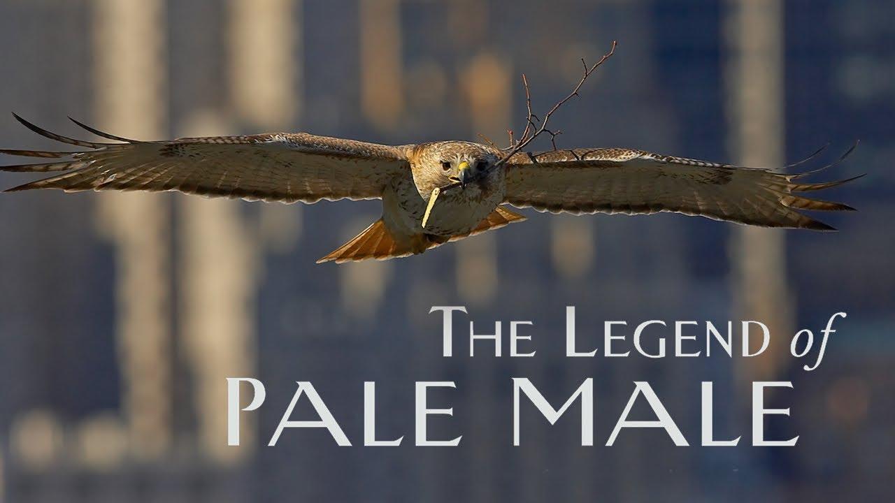 The Legend of Pale Male Trailer