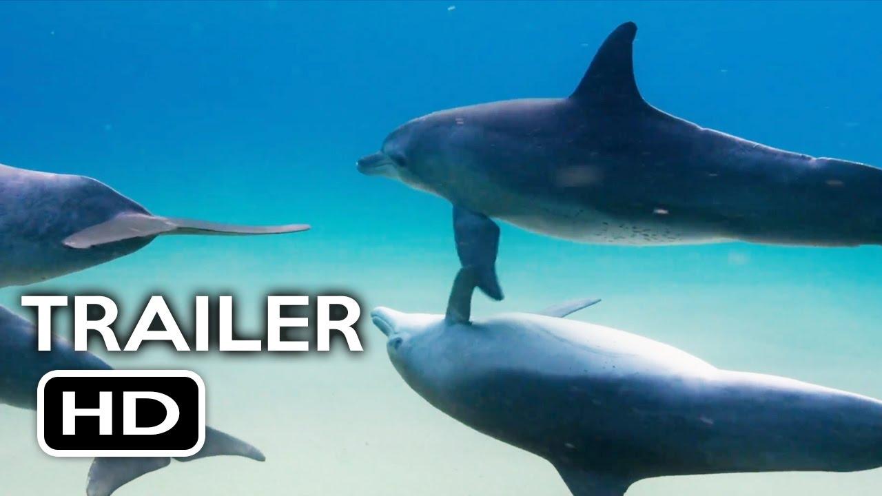 Diving with Dolphins Trailer