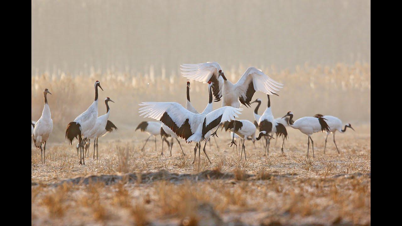 Rare Survivors: China's Iconic Wildlife Trailer