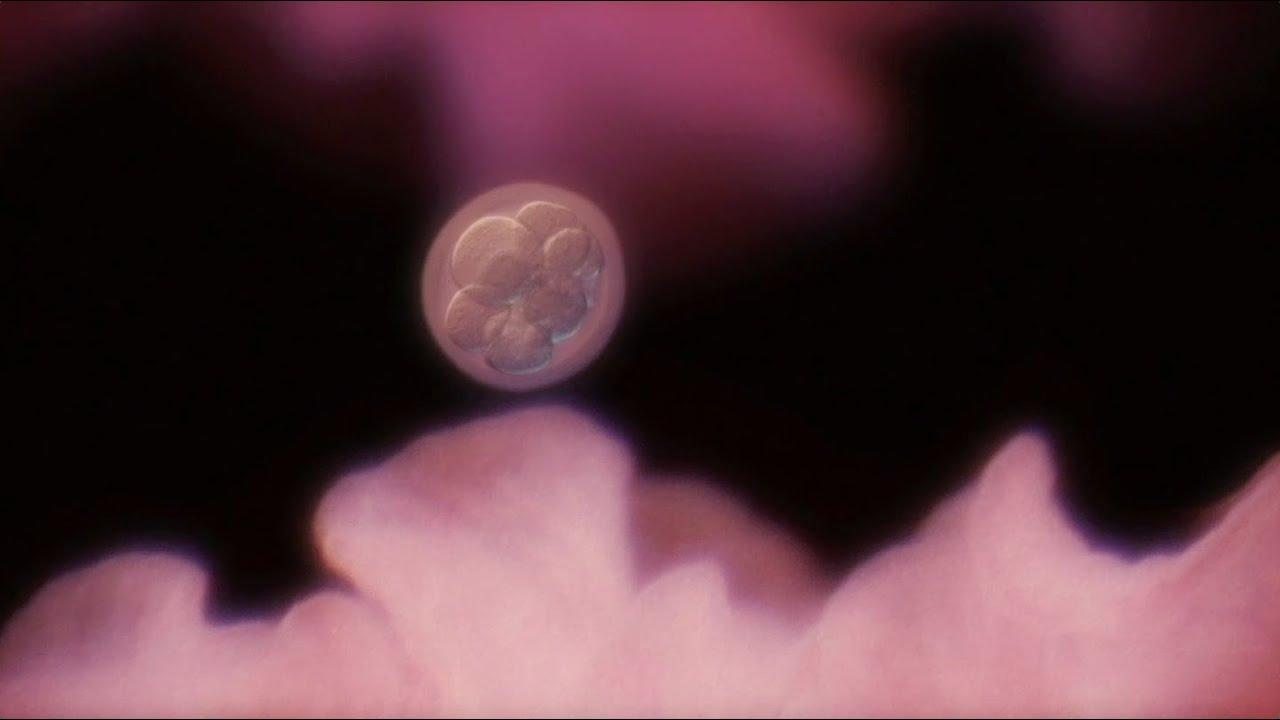In Utero Trailer