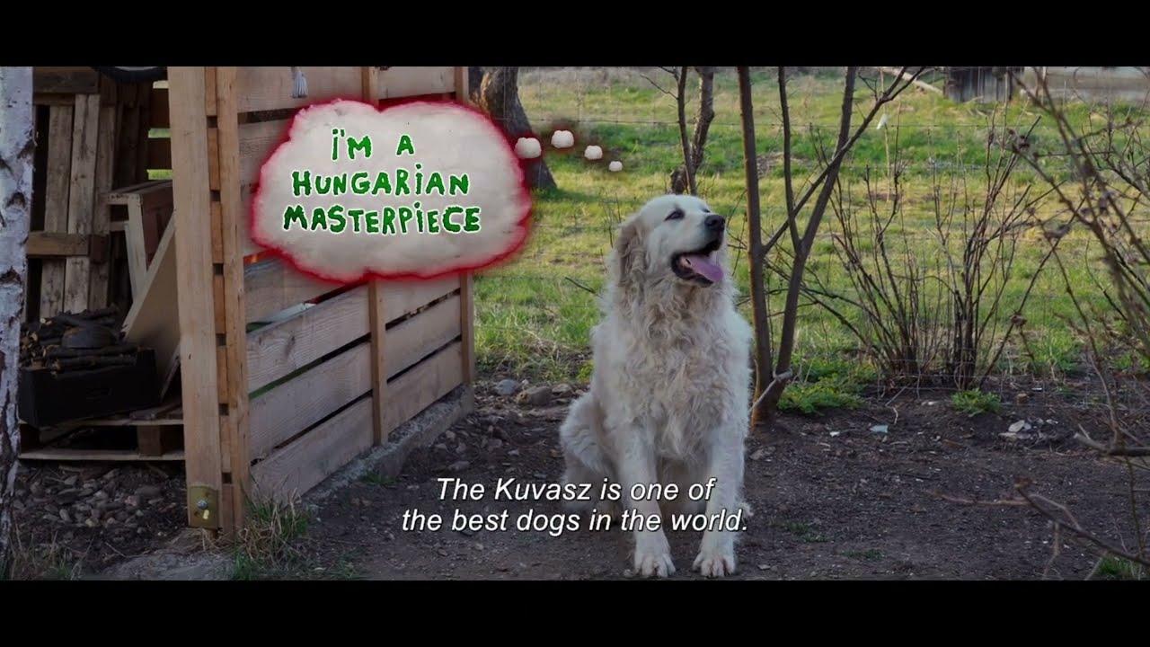 Whose Dog Am I? Trailer