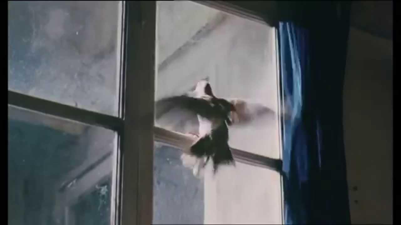 The Bird Trailer