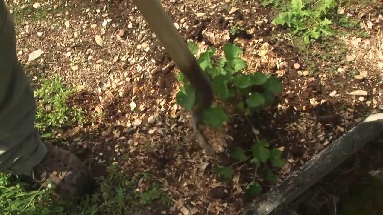 Sweet Violets Trailer
