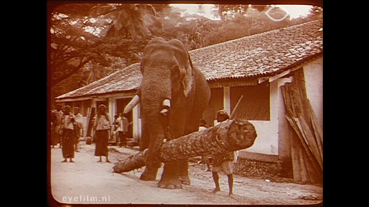 Elephants at Work Trailer