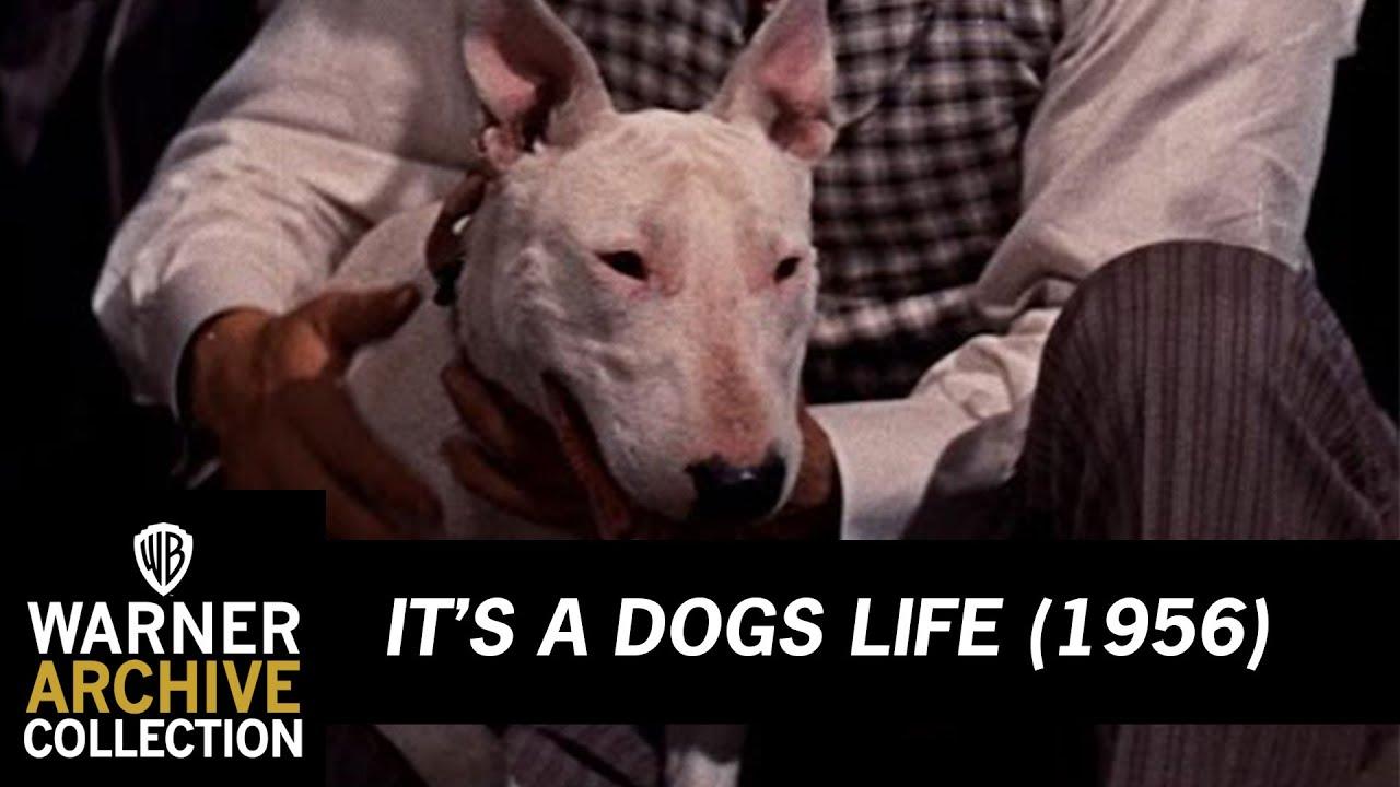 It's a Dog's Life Trailer