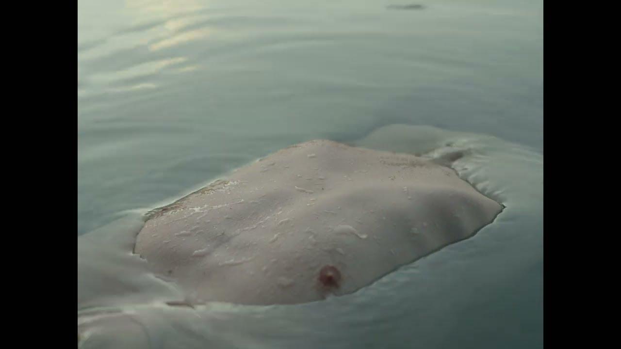 Afterwater Trailer