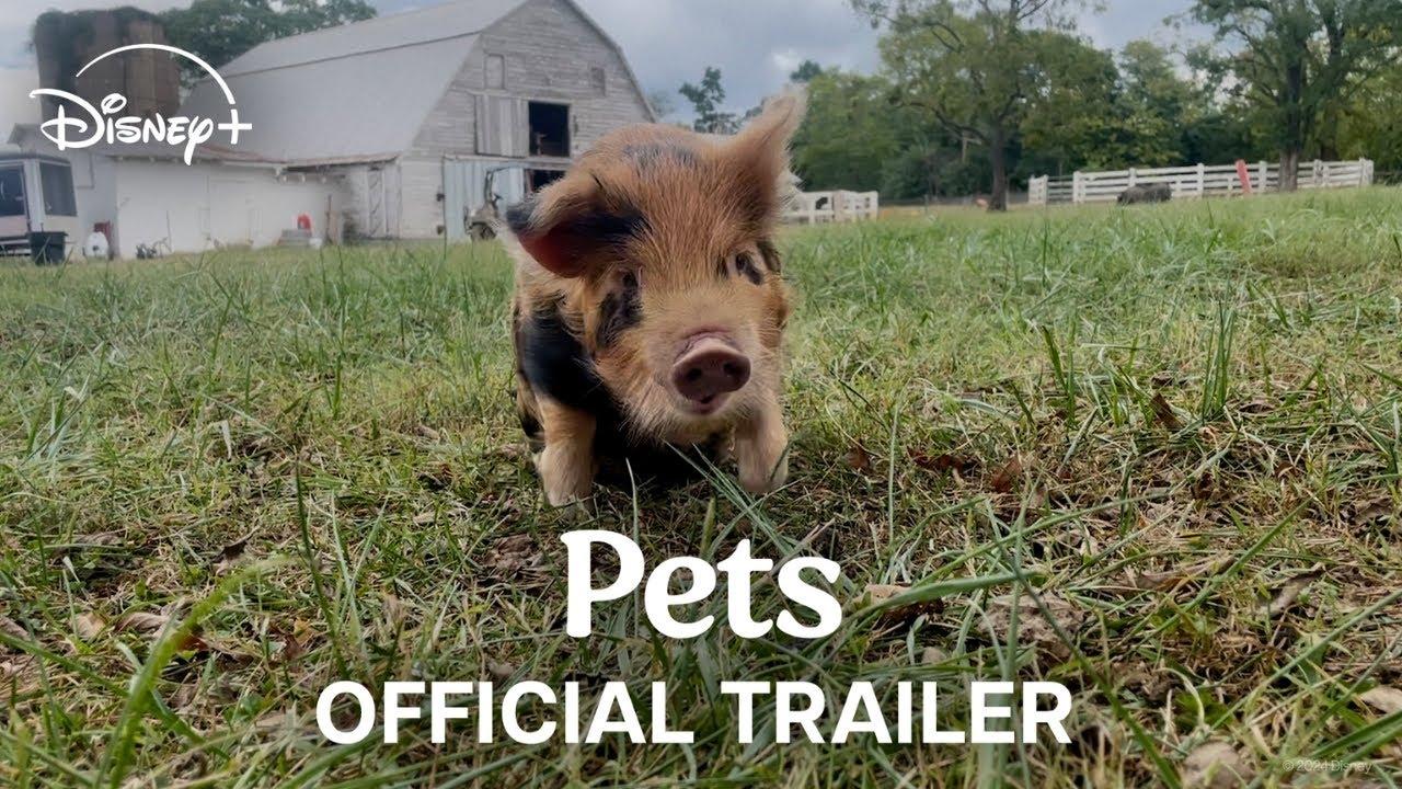 Pets Trailer