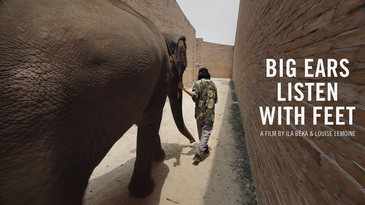 Big Ears Listen with Feet Trailer