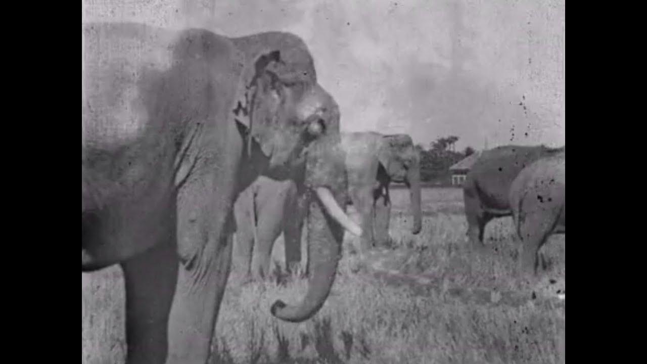 Land of the Elephants Trailer