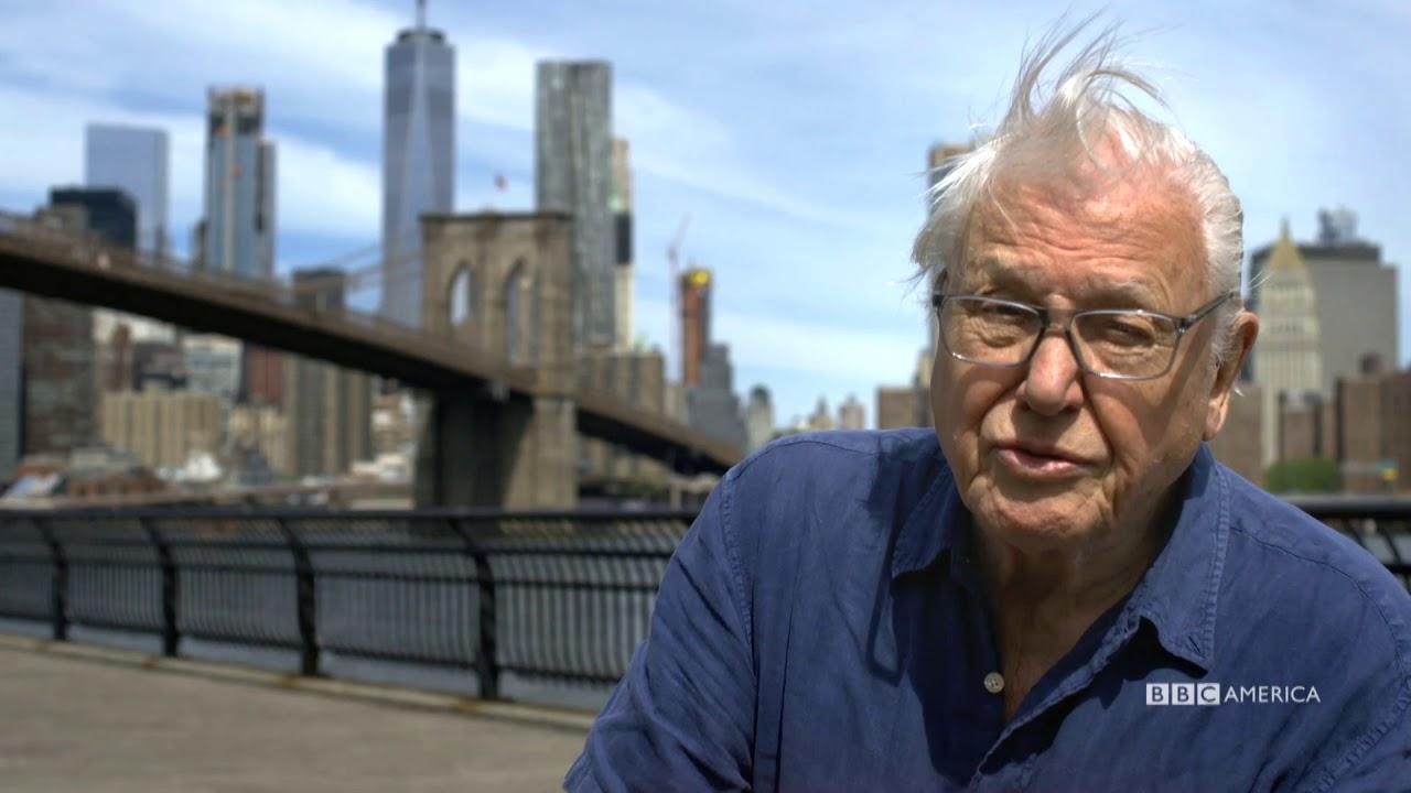 Attenborough and the Giant Elephant Trailer