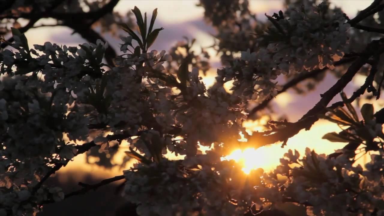 Discover the Gift Trailer