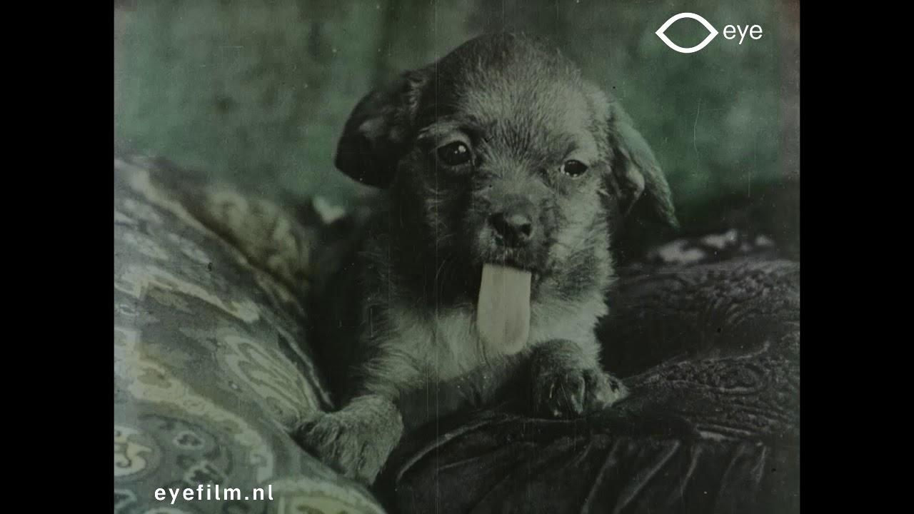 Family of Puppies Trailer