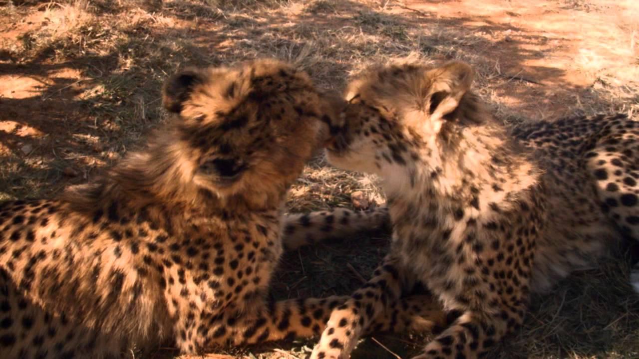 African Safari Trailer