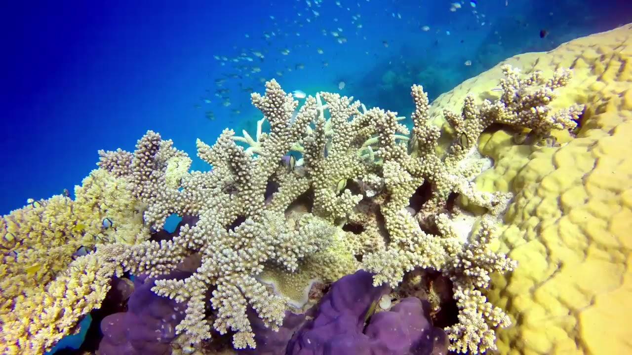 Great Barrier Reef 4K Trailer