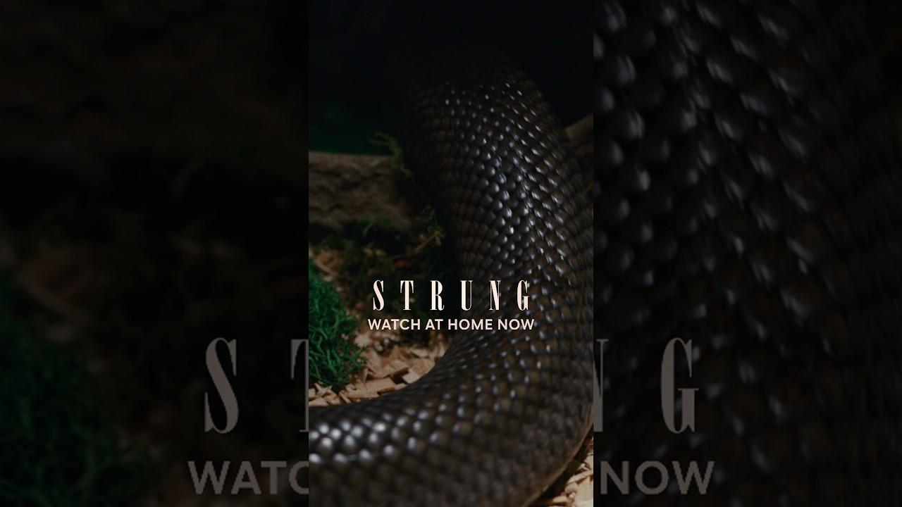 Strung Trailer
