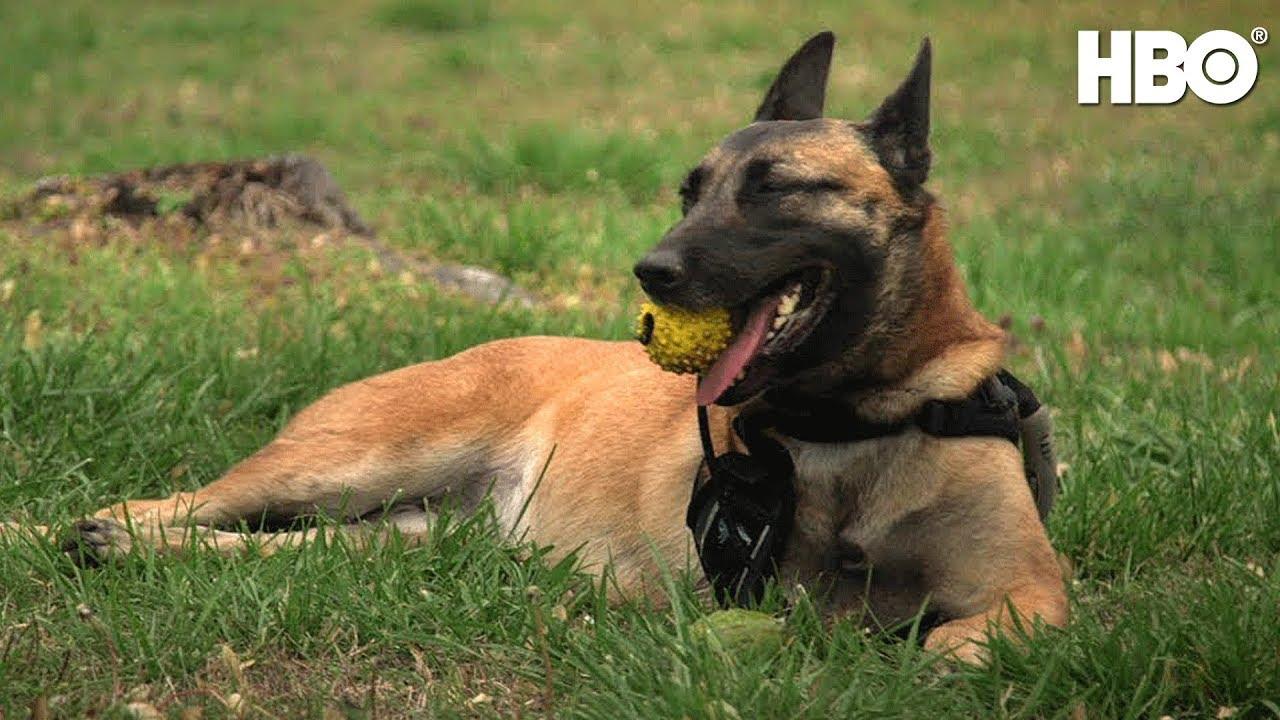 War Dog: A Soldier's Best Friend Trailer