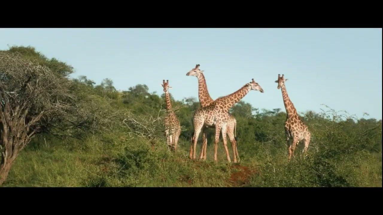 Thabo and the Rhino Case Trailer