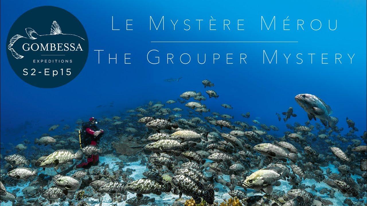 The Grouper Mystery Trailer