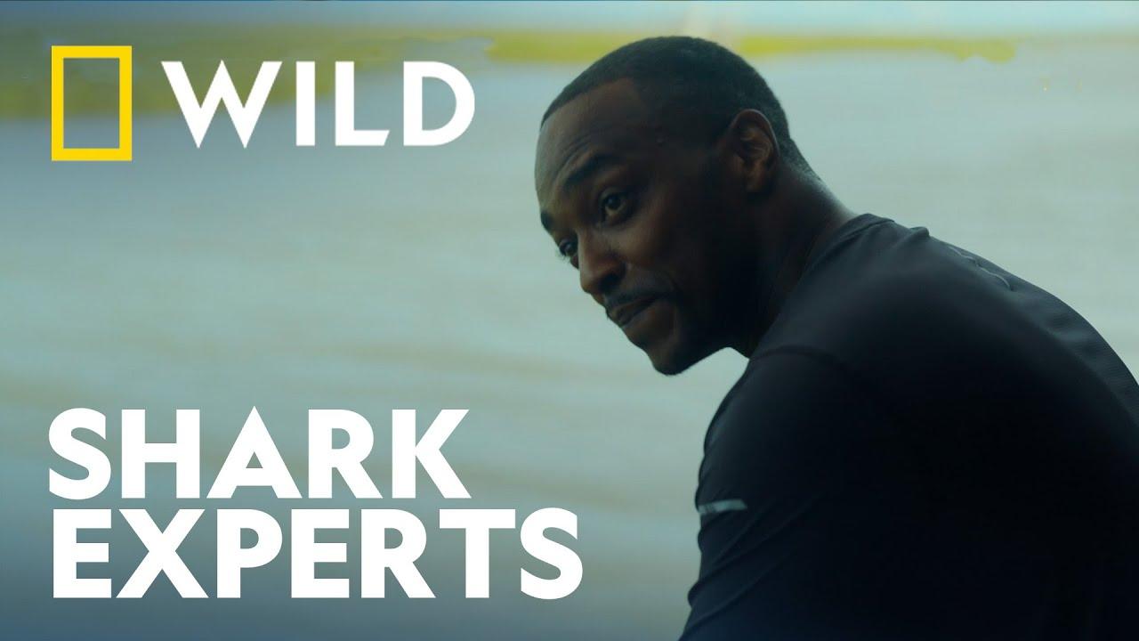Shark Beach with Anthony Mackie Trailer