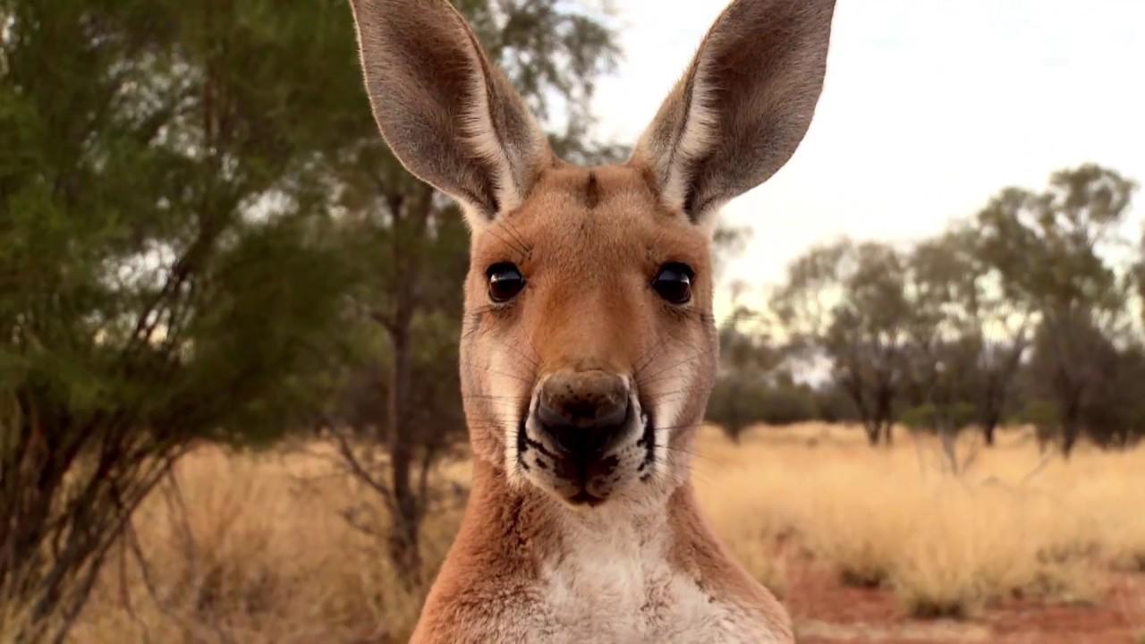 Kangaroo: A Love-Hate Story Trailer