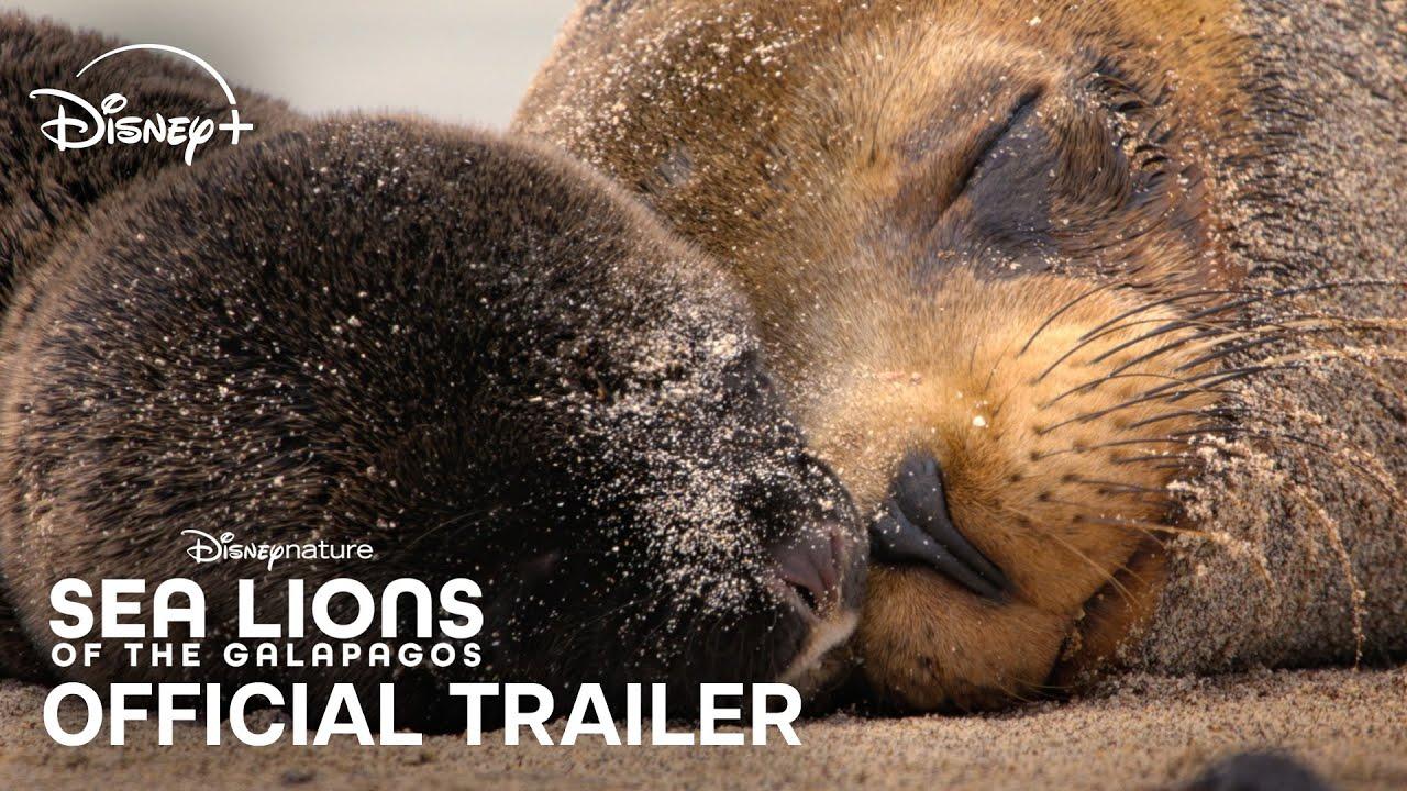 Sea Lions of the Galapagos Trailer