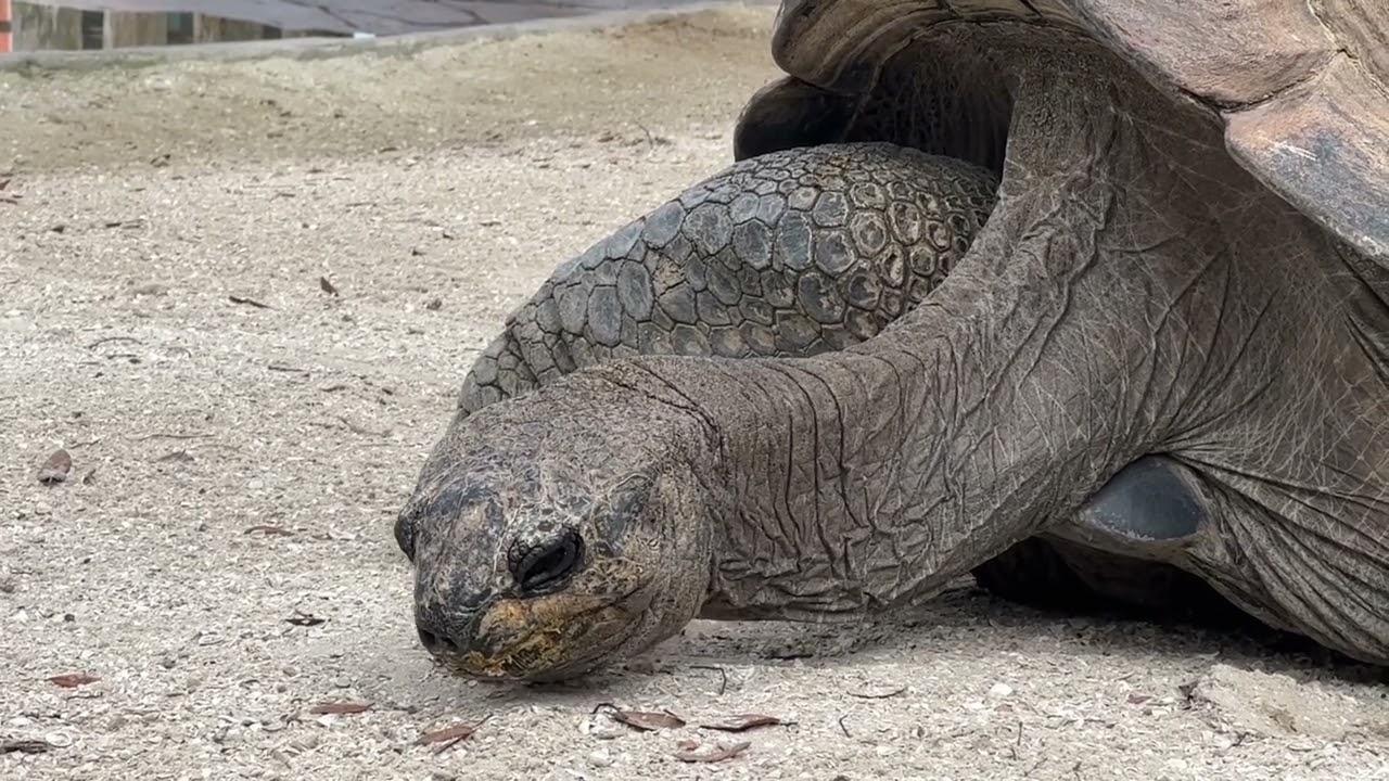 Sleepy Tortoise Trailer