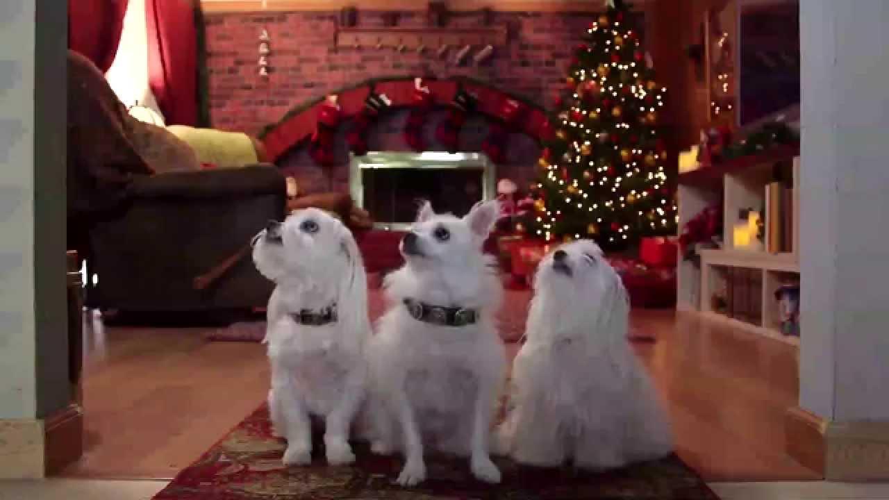 The Three Dogateers Trailer