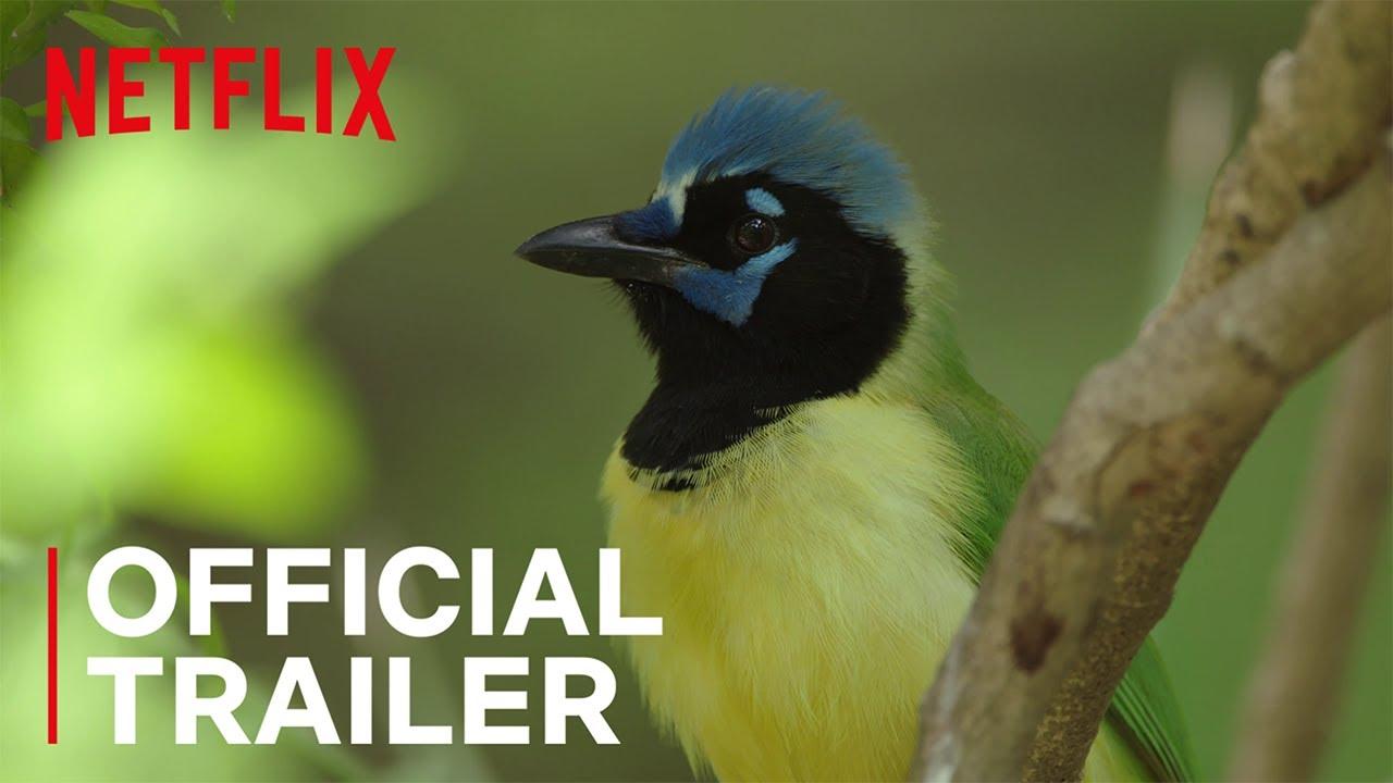 Birders Trailer