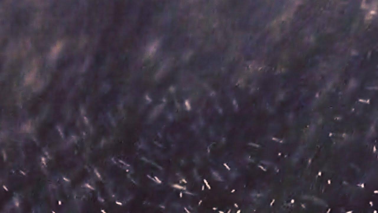 Inspection 01 Trailer