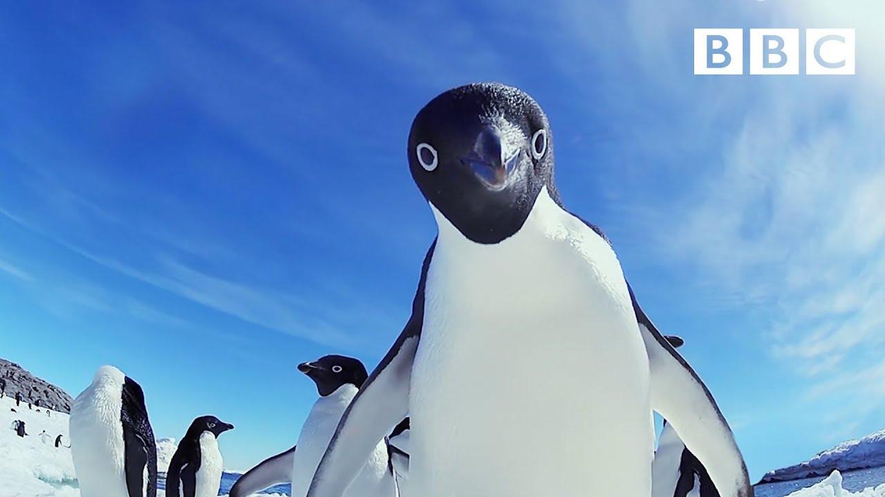 Snow Chick - A Penguin's Tale Trailer