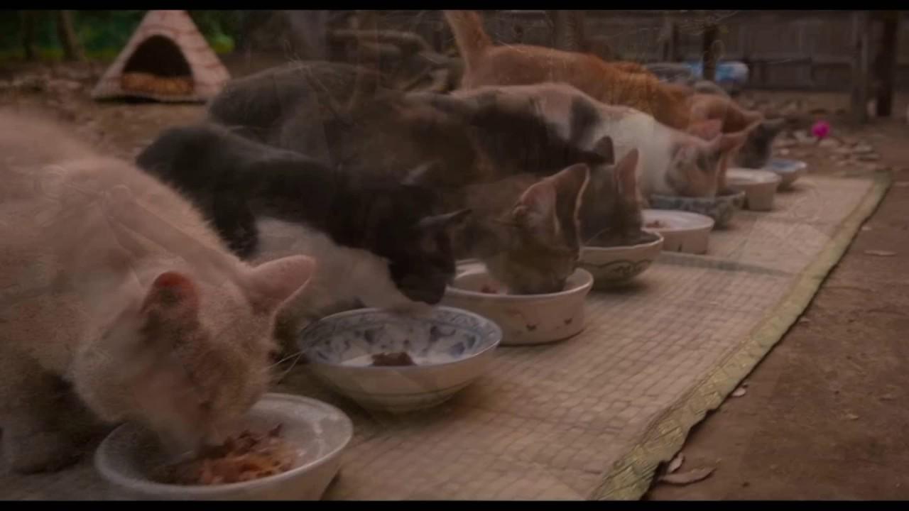 Neko Atsume House Trailer