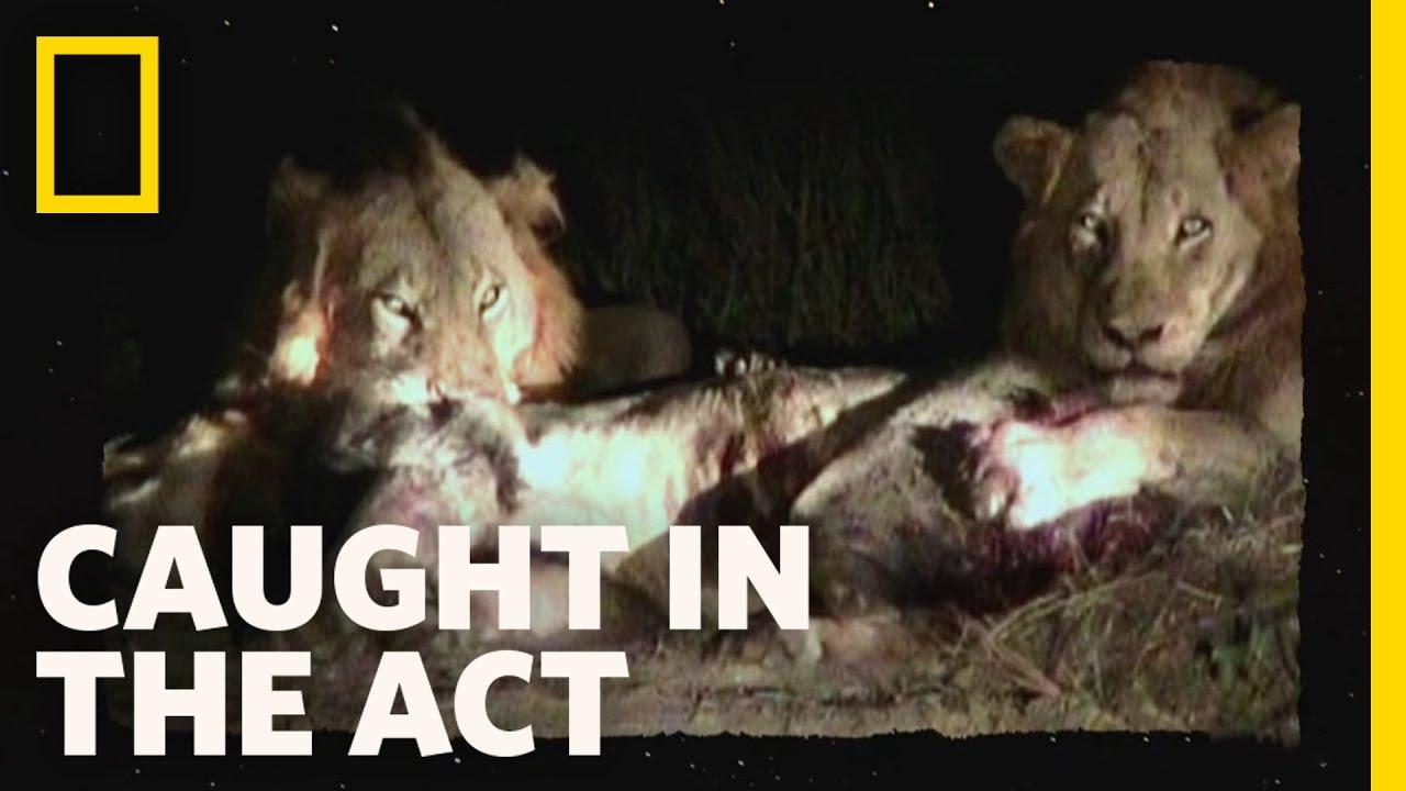 Caught in the Act: Lion Brawl Trailer