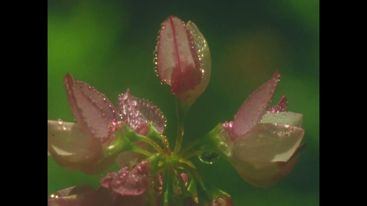 Summer Meadow Trailer