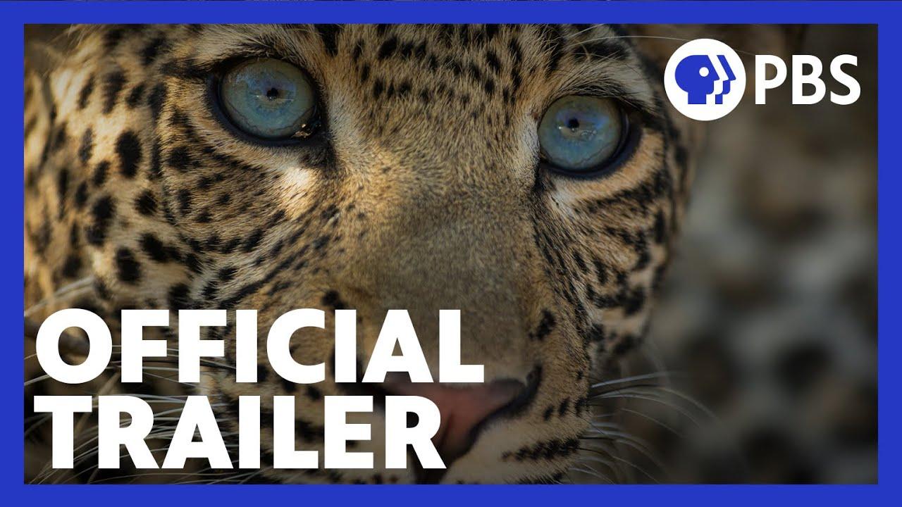The Leopard Legacy Trailer