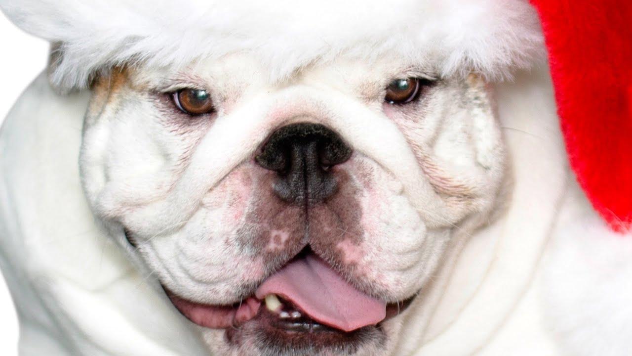 A Bulldog for Christmas Trailer