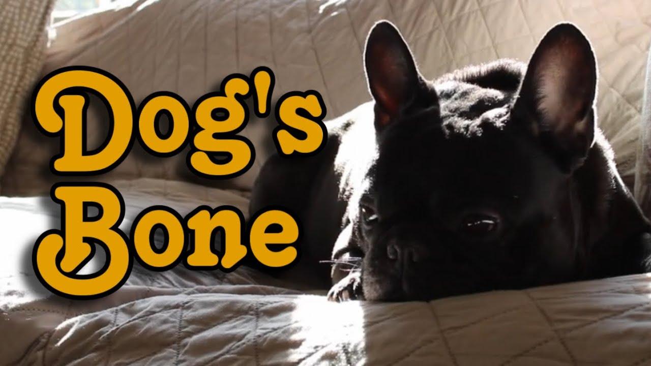 Dog's Bone Trailer