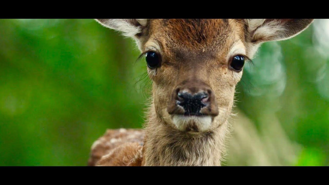 Bambi: A Tale of Life in the Woods Trailer