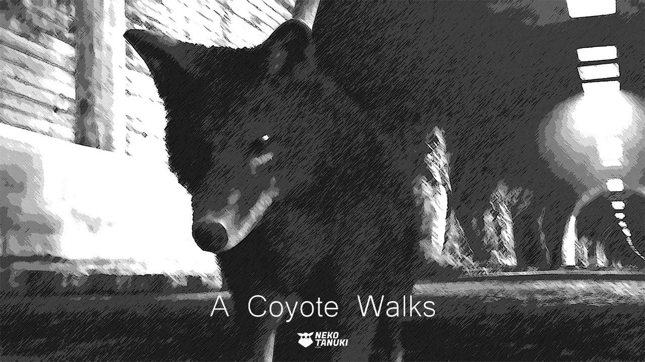 A Coyote Walks Trailer
