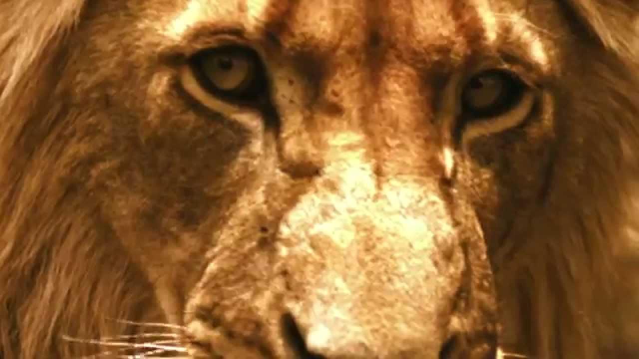 Brothers in Blood: The Lions of Sabi Sand Trailer