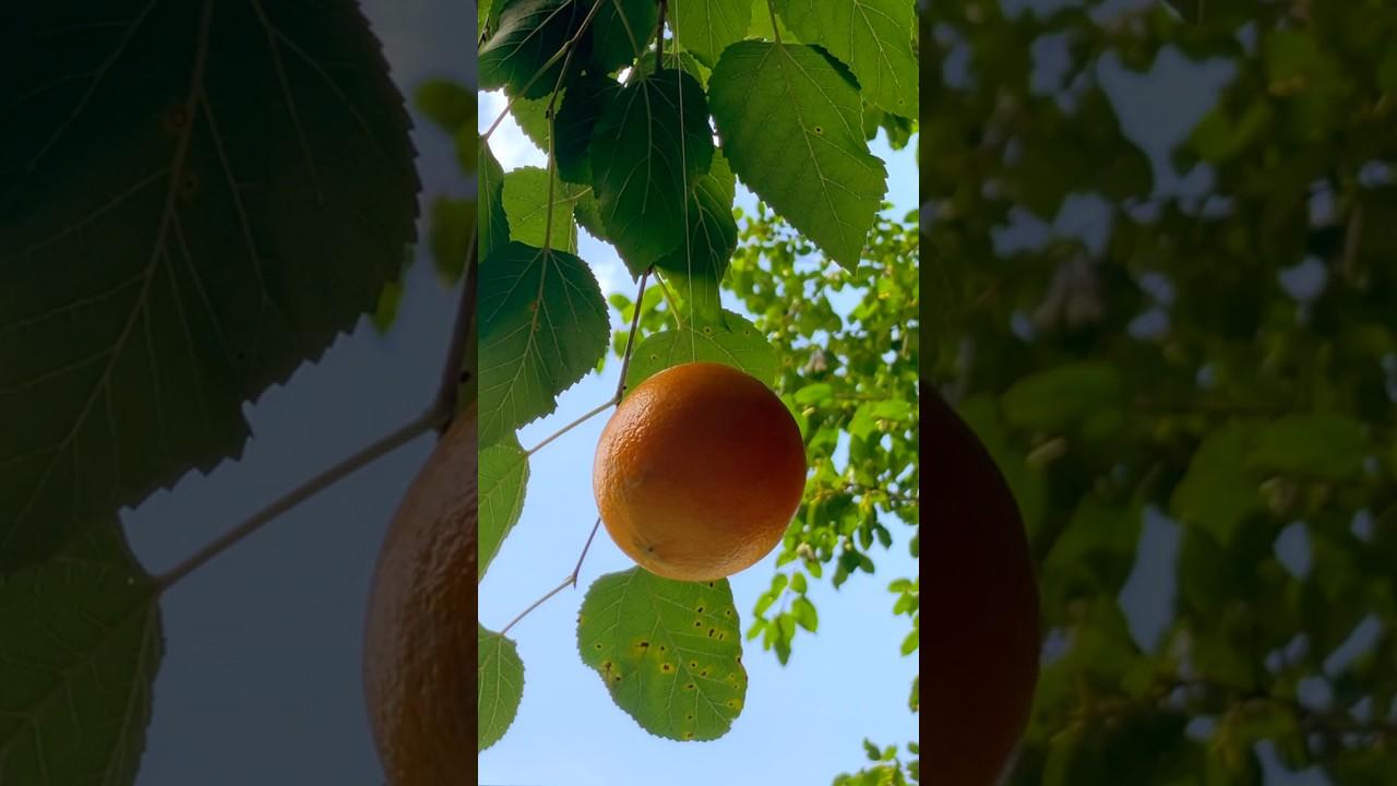 Tangerine Trailer