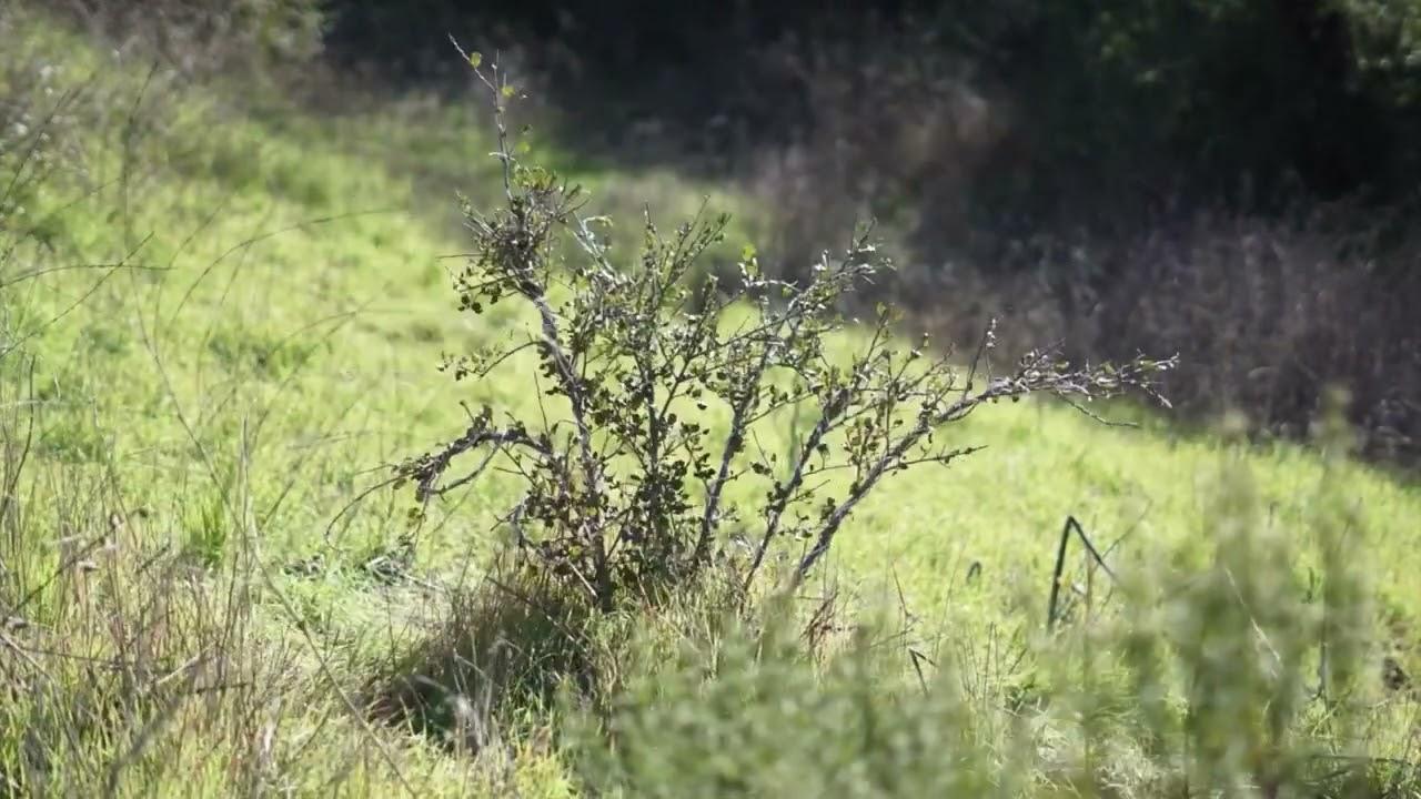 Shrub Oak Trailer